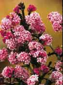 org:/gardening tips/Snoeiadvies/Overzichtspagina/Sneeuwbal.jpg